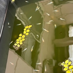 (受け渡し者決定)三色体外光キッシングメダカ　6匹の画像