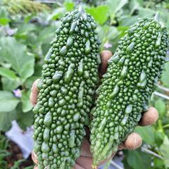 お任せ野菜セット1000円分の画像
