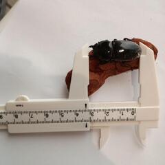 オキナワヒラタクワガタ♀33㎜、32㎜(25/8/8大宜味村採集)の画像