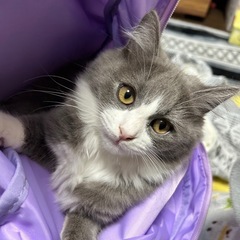【サイベリアン】里親さんを探しています🐱🐾