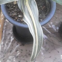 幸せを招くオモト ふ入り 観賞用 鉢植えの画像