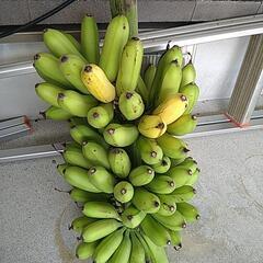 シマバナナの画像
