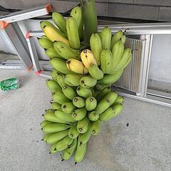 シマバナナの画像