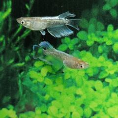 【ダユメダカ】お盆激安セール‼️エメキン1匹２５０円👍2ペアからお願いします🙏ヒレ伸び抜群！の画像