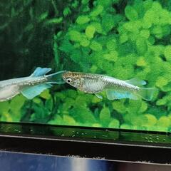 【ダユメダカ】お盆激安セール‼️エメキン1匹２５０円👍2ペアからお願いします🙏ヒレ伸び抜群！の画像