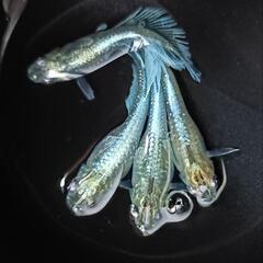 【ダユメダカ】お盆激安セール‼️エメキン1匹２５０円👍2ペアからお願いします🙏ヒレ伸び抜群！の画像