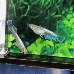 【ダユメダカ】お盆激安セール‼️エメキン1匹２５０円👍2ペアからお願いします🙏ヒレ伸び抜群！の画像