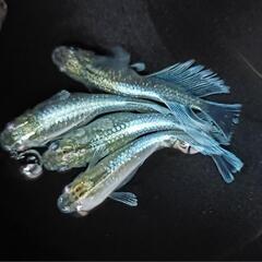 【ダユメダカ】お盆激安セール‼️エメキン1匹２５０円👍2ペアからお願いします🙏ヒレ伸び抜群！の画像