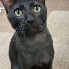 🐾動画付き🐾スタイリッシュなブラックタビー