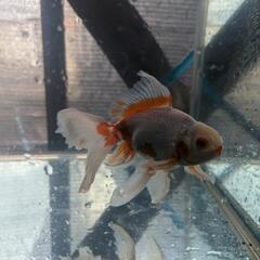金魚の画像