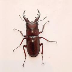オキナワノコギリクワガタ♂56㎜(25/8/8大宜味村採集)の画像