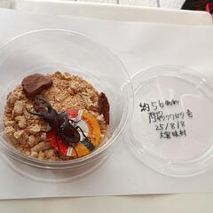 オキナワノコギリクワガタ♂56㎜(25/8/8大宜味村採集)の画像