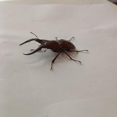 オキナワノコギリクワガタ♂56㎜(25/8/8大宜味村採集)の画像