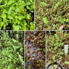 🐟メダカ30匹（水草サービス④）の画像