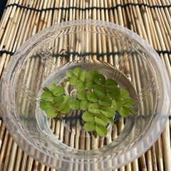 ミナミヌマエビの画像