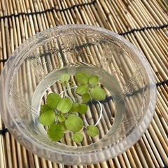 ミナミヌマエビの画像