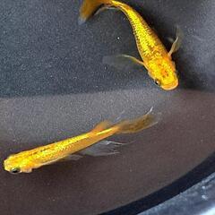🔆‬サンシャインメダカ春生まれ♂3♀6＋1おまけ⑤🔆‬の画像