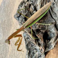 天然オオカマキリ♀単品の画像