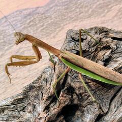 天然オオカマキリ♀単品の画像
