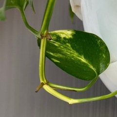 おしゃれ　インテリア　観葉植物　ガーデニング　ポトス　吊りの画像