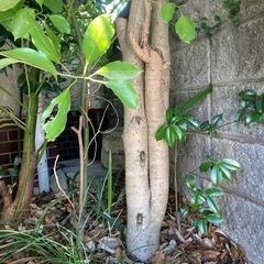 庭石 　庭木  ツバキ 椿 金木犀 キンモクセイ　      の画像