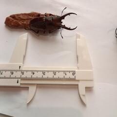 オキナワノコギリクワガタ♂52㎜、51㎜(25/8/8大宜味村採集)の画像