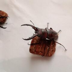 オキナワノコギリクワガタ♂52㎜、51㎜(25/8/8大宜味村採集)の画像