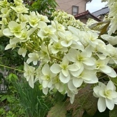 カシワバアジサイ「スノーフレーク」の苗の画像