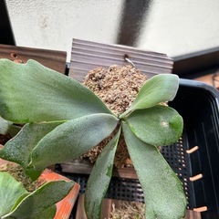 ビカクシダの画像