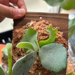 ビカクシダの画像