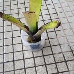 ネオレレゲリア カルカロドンレインボーの画像