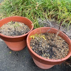 南天🌱　実生一本につきの画像