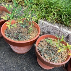 南天🌱　実生一本につきの画像