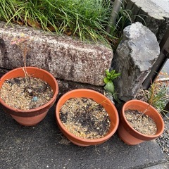 南天🌱　実生一本につきの画像