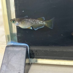 メダカ（フロマージュ）5匹の画像