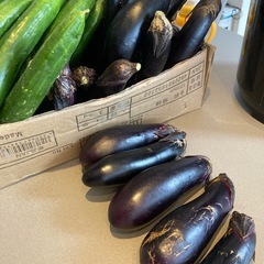 農薬不使用の夏野菜の画像
