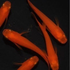 赤系メダカ針子4種類　20匹の画像