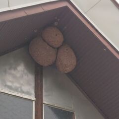 スズメバチの巣（３連）の画像