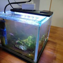 メダカ、熱帯魚水槽セット+飼育用品+外用飼育セットの画像