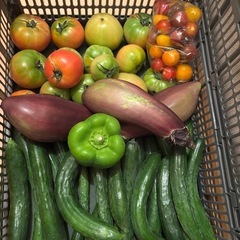 朝一収穫🥒と🍆と🫑と傷物🍅
の画像