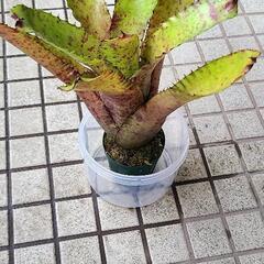 ネオレゲリアゲリア カルカロドンREDspotの画像