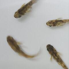 【メダカ】極虎 3P6匹 若魚の画像