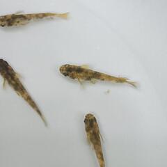 【メダカ】極虎 3P6匹 若魚の画像