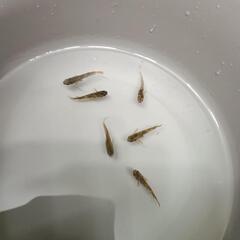 【メダカ】極虎 3P6匹 若魚の画像