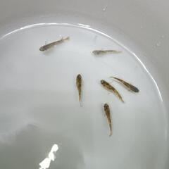 【メダカ】極虎 3P6匹 若魚の画像