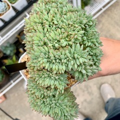 多肉植物【綴化 ミニマ✖️（バルシー✖️ラウイ）】現品の画像