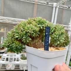 多肉植物【綴化 ミニマ✖️（バルシー✖️ラウイ）】現品の画像