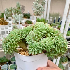 多肉植物【綴化 ミニマ✖️（バルシー✖️ラウイ）】現品の画像