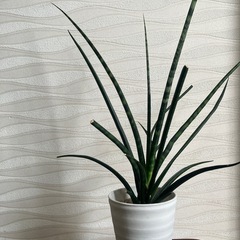 【観葉植物】サンスベリア・ファーンウッドの画像