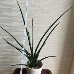 【観葉植物】サンスベリア・ファーンウッドの画像